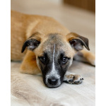 Комочек ласки и нежности Лизи ищет дом.