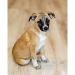 Комочек ласки и нежности Лизи ищет дом.