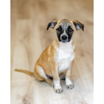 Комочек ласки и нежности Лизи ищет дом.