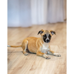 Комочек ласки и нежности Лизи ищет дом.