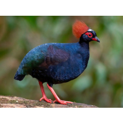 Венценосная куропатка