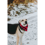 Собачка Одри в добрые руки