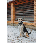 Собачка Одри в добрые руки