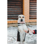 Собачка Одри в добрые руки