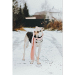 Собачка Одри в добрые руки