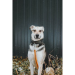 Собачка Одри в добрые руки