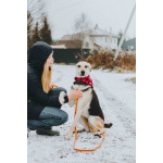 Собачка Одри в добрые руки