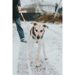 Собачка Одри в добрые руки