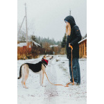 Собачка Одри в добрые руки