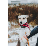 Собачка Одри в добрые руки