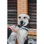 Собачка Одри в добрые руки