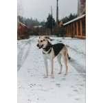 Собачка Одри в добрые руки