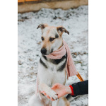 Собачка Одри в добрые руки