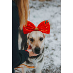 Собачка Одри в добрые руки