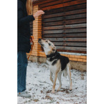 Собачка Одри в добрые руки