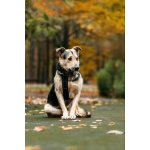 Собака Барри в добрые руки