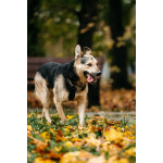 Собака Барри в добрые руки