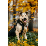 Собака Барри в добрые руки