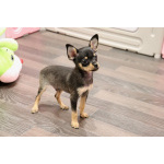 Русский той щенки МИНИ