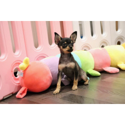 Русский той щенки МИНИ