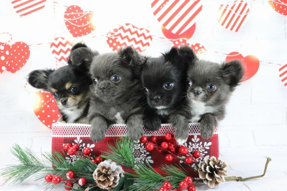Чихуахуа щенки купить в Москве