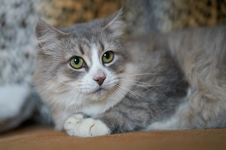 Отдам ласковую и спокойную кошечку Топу