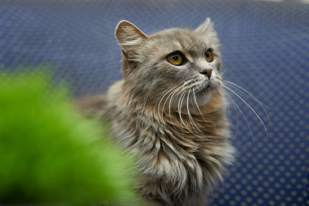 Очень ласковая и спокойная кошечка Дымка в дар