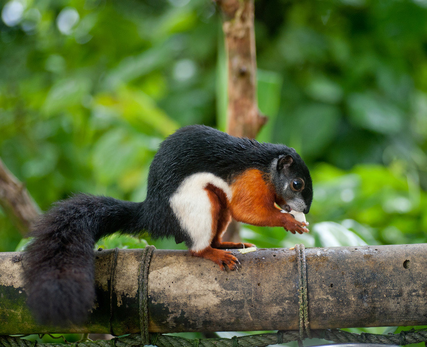 Белка Превоста