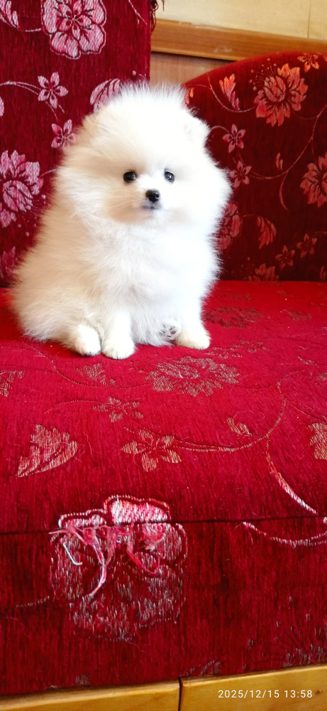 Белоснежный пушистый щенок мальчик померанский шпиц с документами