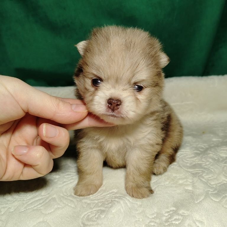 Потрясающие щенки померанского шпица: магия окраса мерле!