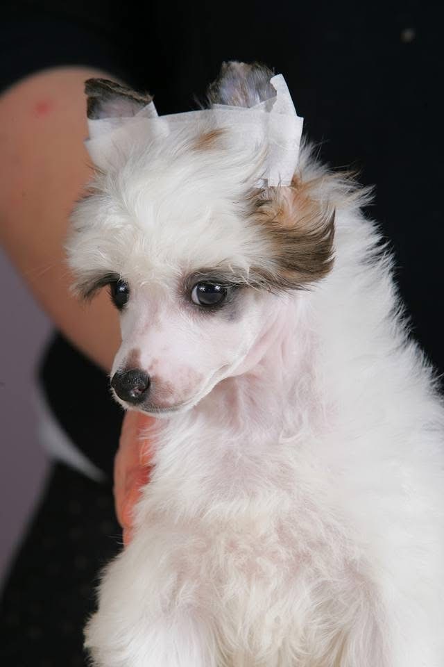 Китайская хохлатая собака — щенки на продажу