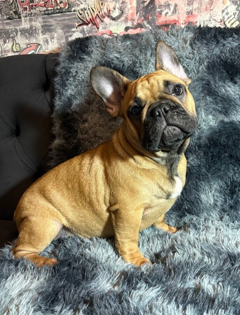 Кабели французского бульдога