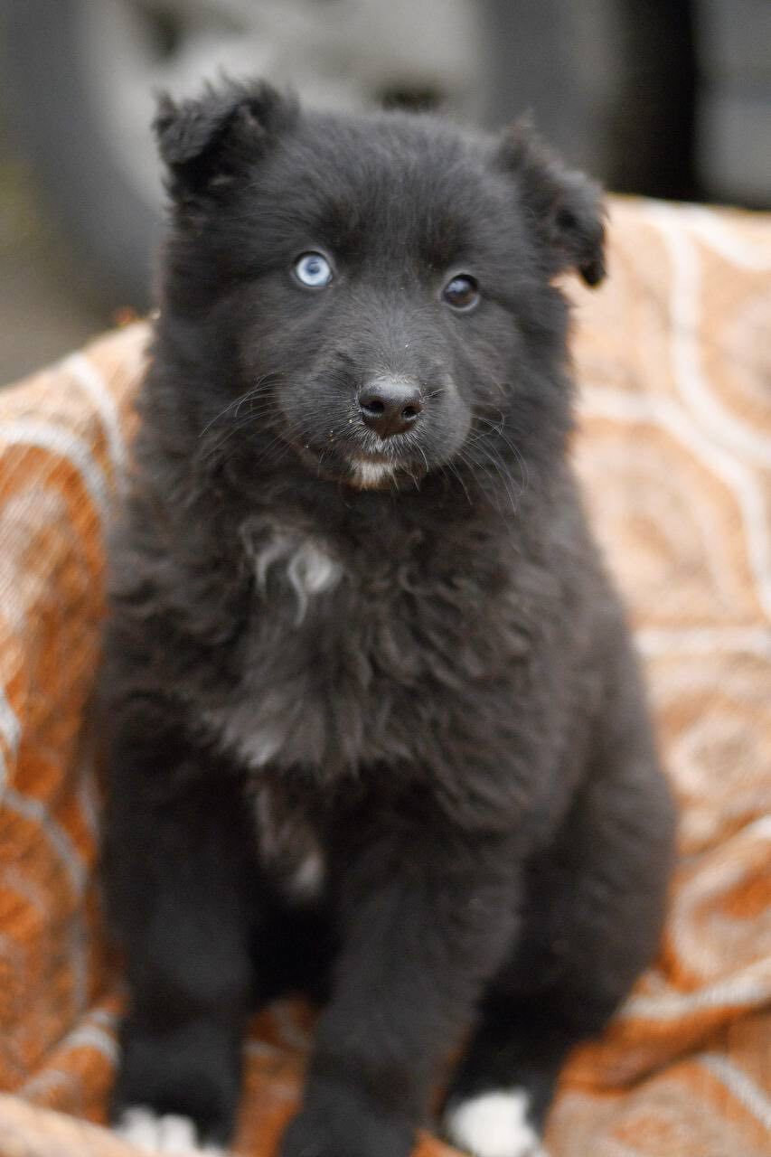 Щенки в приюте спасите!