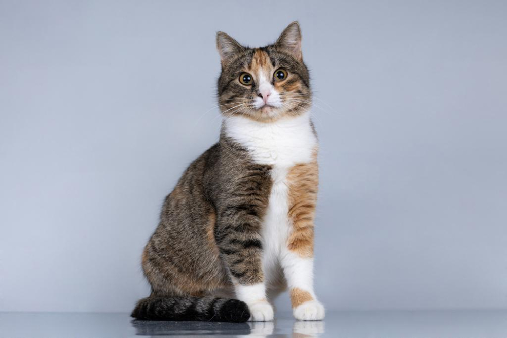 Молодая кошачья семья ищет дом.