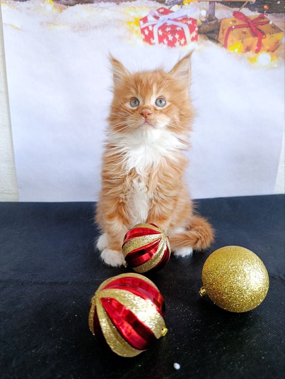 Мальчик Мейн-кун