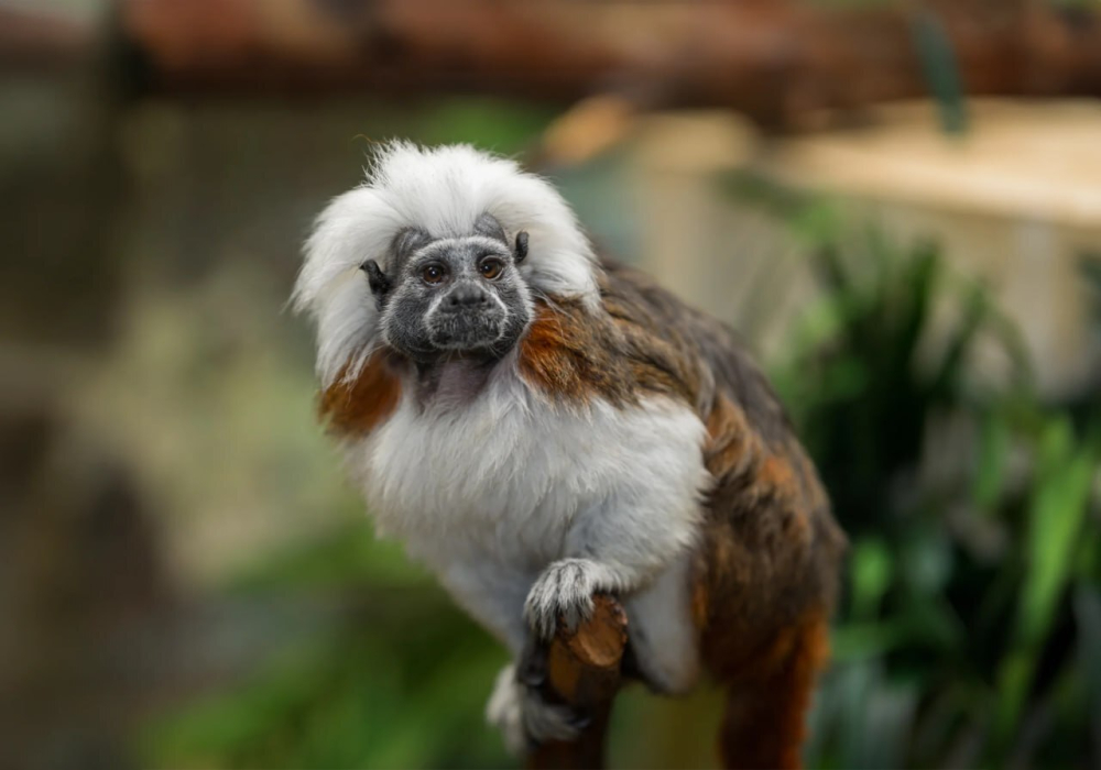 Эдипов тамарин