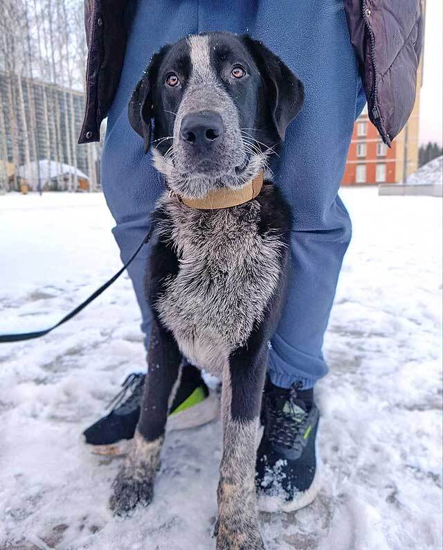 Миша, тот самый пёс, которого Вы будете называть “наш”