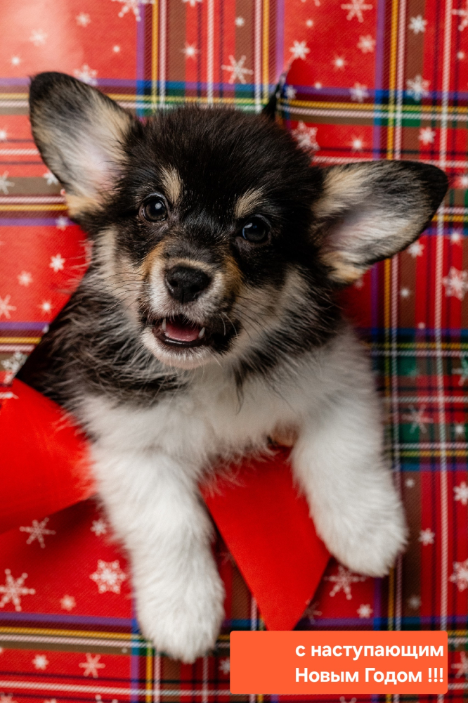 Щенки вельш корги пемброк