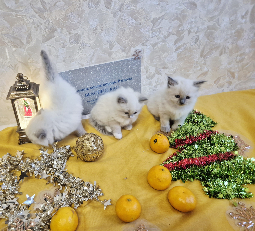 Девочки Рэгдолл