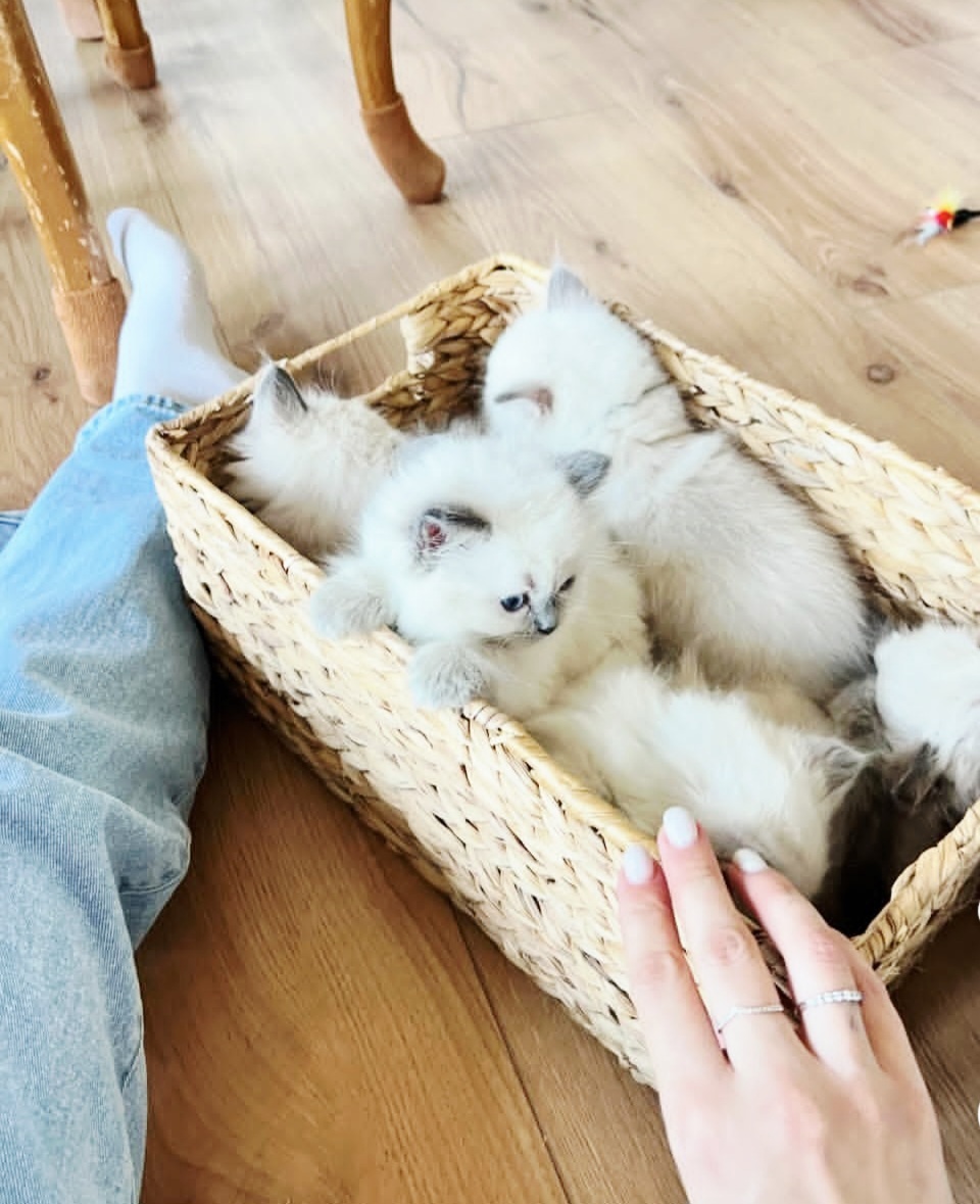 Самые нежные Милашки Рэгдолл