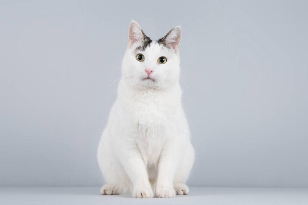 Котейка Андрейка ищет доброе сердце.