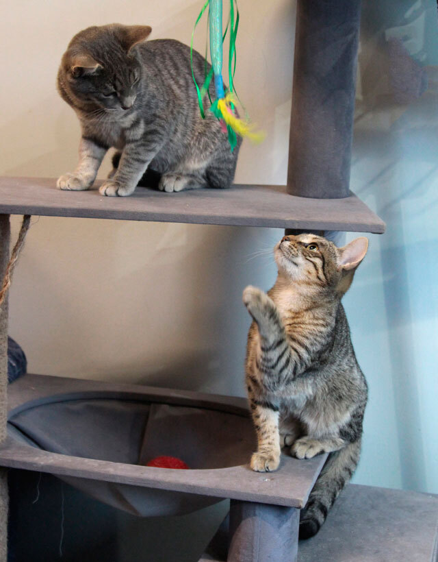 Ищут дом три кошачьих сердца