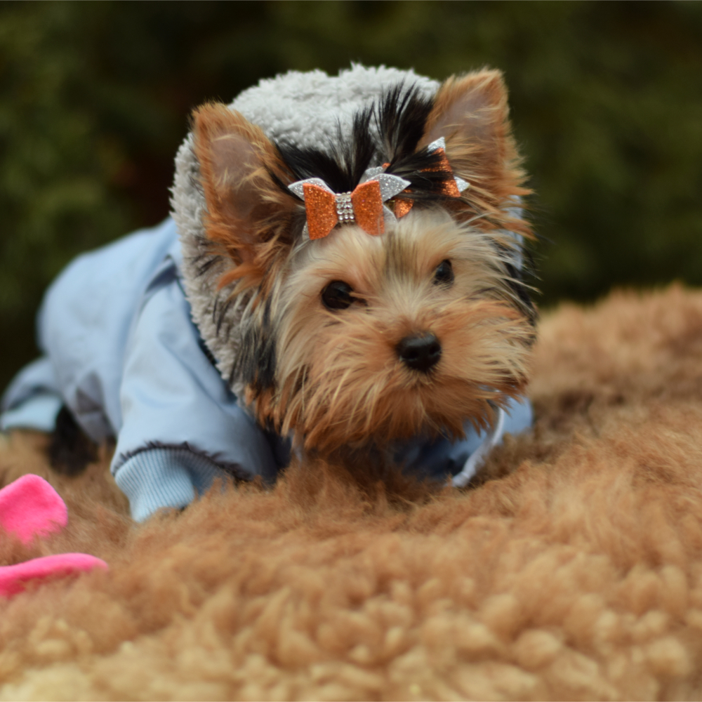 Йоркширский терьер, щенок