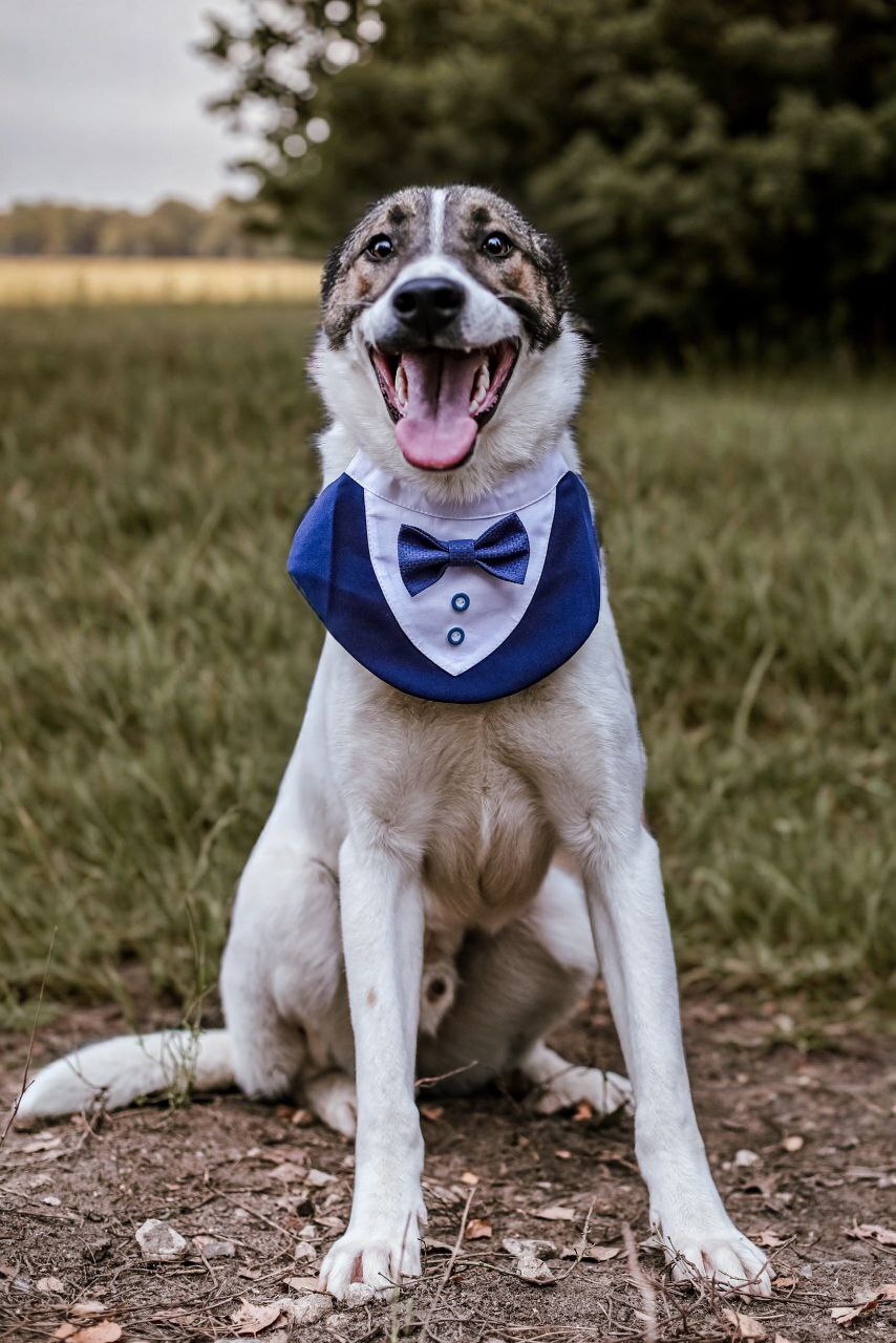 Пес Тиба ищет дом!