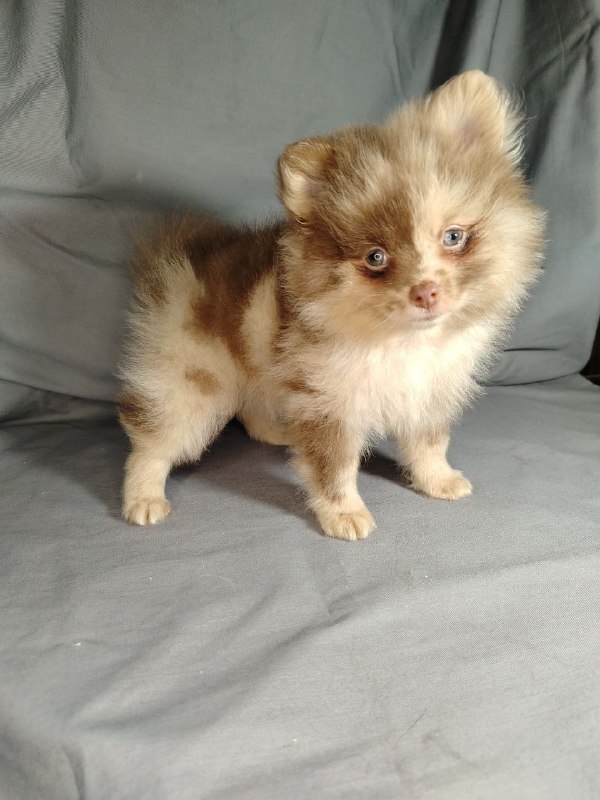 Мерле и шоколадный, щенки померанского шпица