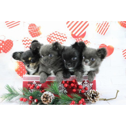 Чихуахуа щенки купить в Москве