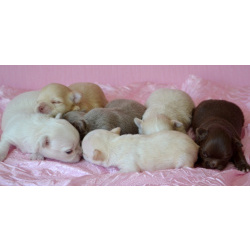 Чихуахуа щенки Шоколадные Красотки