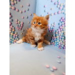 Мальчик 1 месяц Мейн-кун