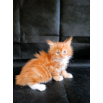 Мальчик 1 месяц Мейн-кун