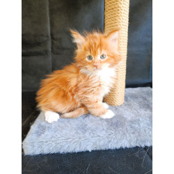 Мальчик 1 месяц Мейн-кун